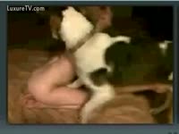 [ Bestiality XXX Video ] Please do me in doggy my sexually excited mutt